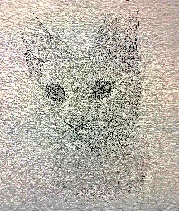 Pice a rejoint le concours — aidez-le/la à gagner de superbes lots ! carnivore, cat, chartreux, drawing, felidae, head, illustration, kitten, nose, sketch, small_to_medium_sized_cats, snout, whiskers