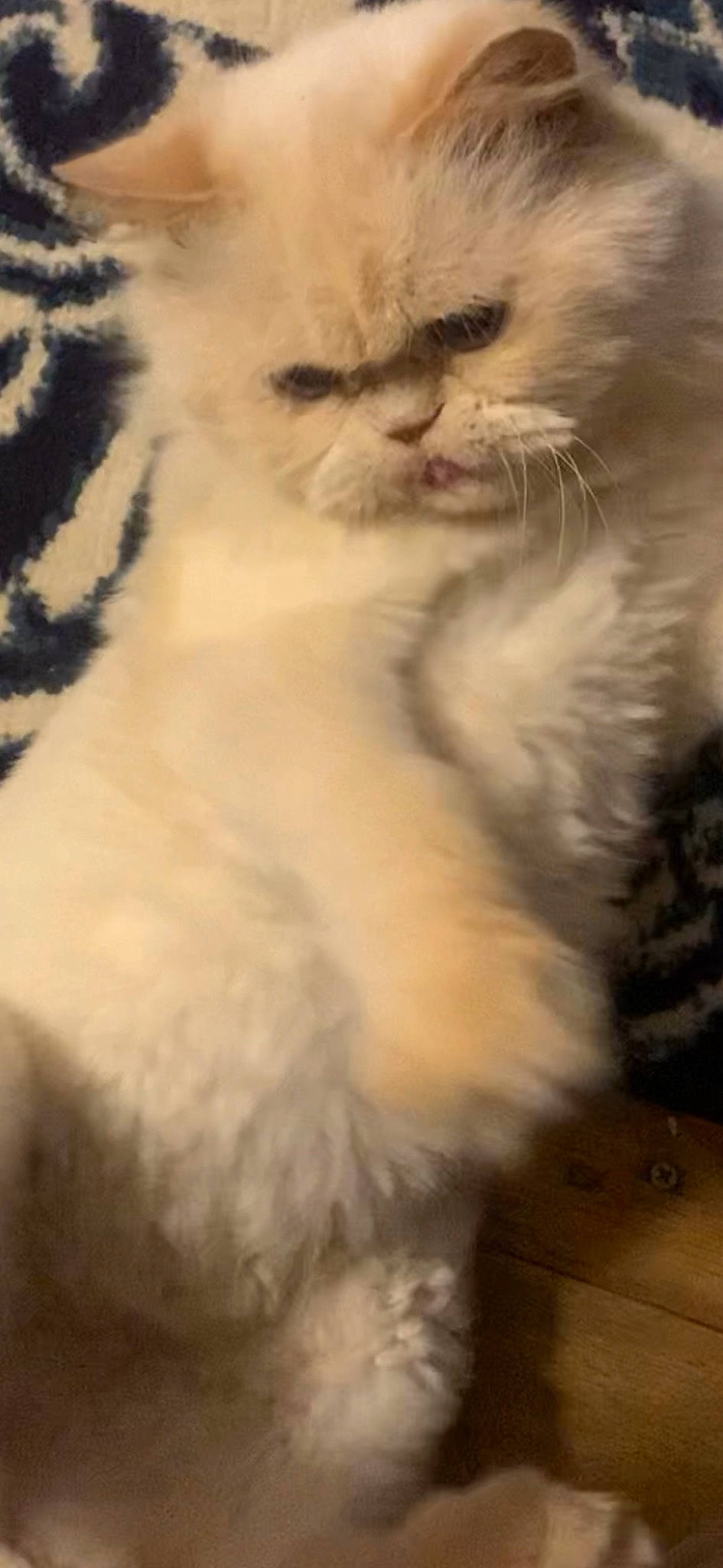 Bijou joined the competition — help win amazing prizes! british_longhair, carnivore, cat, claw, fawn, felidae, fur, paw, small_to_medium_sized_cats, tail, terrestrial_animal, whiskers