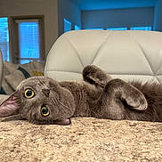 Graygoose joined the competition — help win amazing prizes! cat, gray_cat, indoor, pet, feline, lying_down, curious, yellow_eyes, soft_fur, couch, chair, window, cozy, home, domestic_animal, relaxed, whiskers, close_up, cute, animal