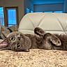 cat, gray_cat, indoor, pet, feline, lying_down, curious, yellow_eyes, soft_fur, couch, chair, window, cozy, home, domestic_animal, relaxed, whiskers, close_up, cute, animal