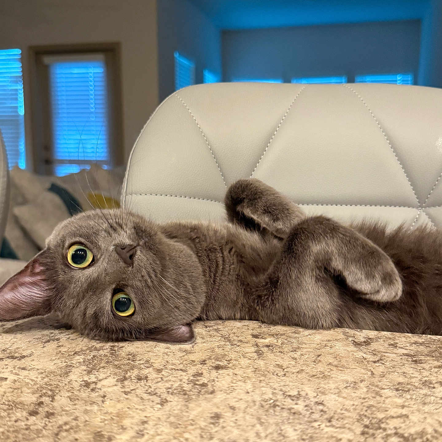 Graygoose joined the competition — help win amazing prizes! cat, gray_cat, indoor, pet, feline, lying_down, curious, yellow_eyes, soft_fur, couch, chair, window, cozy, home, domestic_animal, relaxed, whiskers, close_up, cute, animal