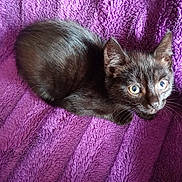 Bob is registered to the contest to win money with this photo: cat, kitten, black_cat, pet, animal, fur, whiskers, ears, eyes, curious, cozy, blanket, purple, texture, cute, young, domestic_animal, resting, small, indoor