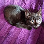 cat, kitten, black_cat, pet, animal, fur, whiskers, ears, eyes, curious, cozy, blanket, purple, texture, cute, young, domestic_animal, resting, small, indoor