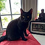 black_cat, cat, pet, window, cushion, digital_clock, time, date, indoor, daylight, yellow_eyes, knight_figurine, red_cushion, sitting, animal, domestic_cat, whiskers, feline, home, furniture