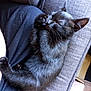 Bob is registered to the contest to win money with this photo: black_kitten, cat, sleeping, fur, paw, pet, cute, animal, domestic_animal, feline, resting, cozy, lap, indoor, couch, relaxation, whiskers, tiny_paws, soft_fur, adorable