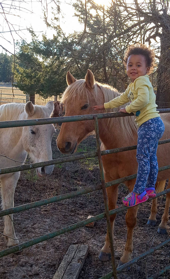 Laina is registered to the contest to win money with this photo: bridle, equestrianism, fawn, fence, fun, grass, horse, horse_supplies, horse_tack, joy, landscape, livestock, mammal, mane, pack_animal, person, recreation, rein, saddle, tree