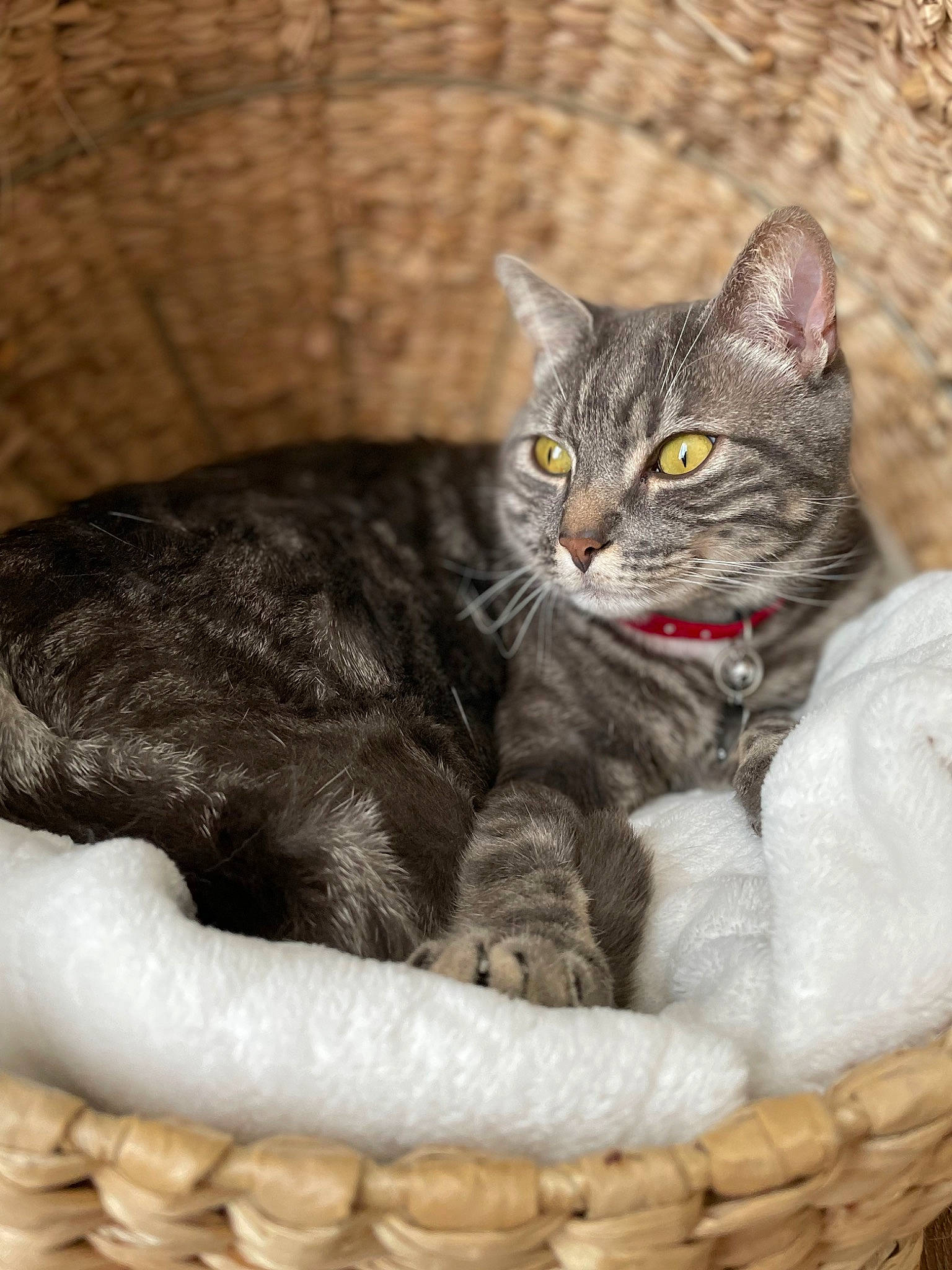 Laïko participe au concours pour gagner de l'argent avec cette photo : basket, carnivore, cat, cat_bed, cat_furniture, cat_supply, claw, comfort, domestic_short_haired_cat, felidae, fur, paw, sitting, small_to_medium_sized_cats, snout, tail, terrestrial_animal, whiskers, wicker, wildlife