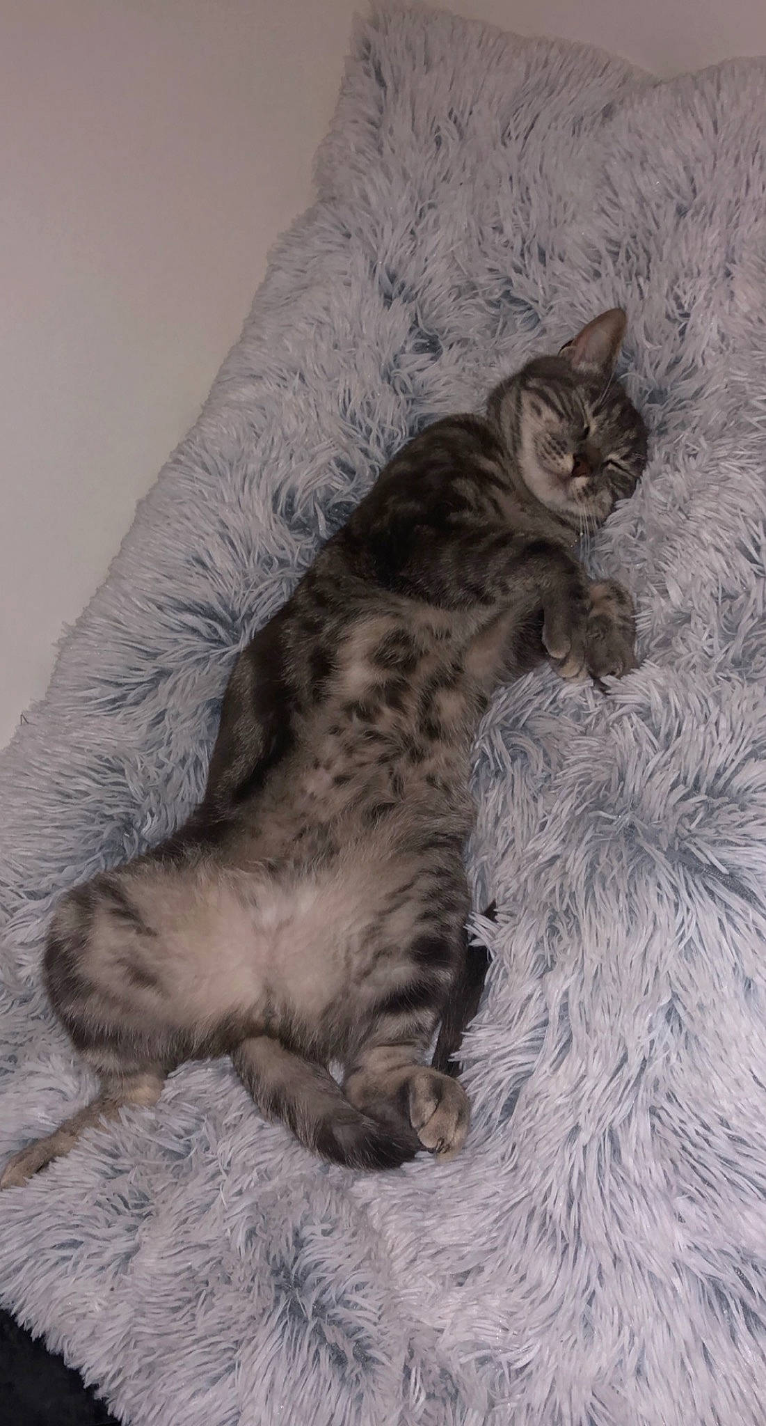 Laïko participe au concours pour gagner de l'argent avec cette photo : british_longhair, carnivore, cat, claw, comfort, domestic_short_haired_cat, felidae, fur, grey, paw, small_to_medium_sized_cats, tail, terrestrial_animal, whiskers