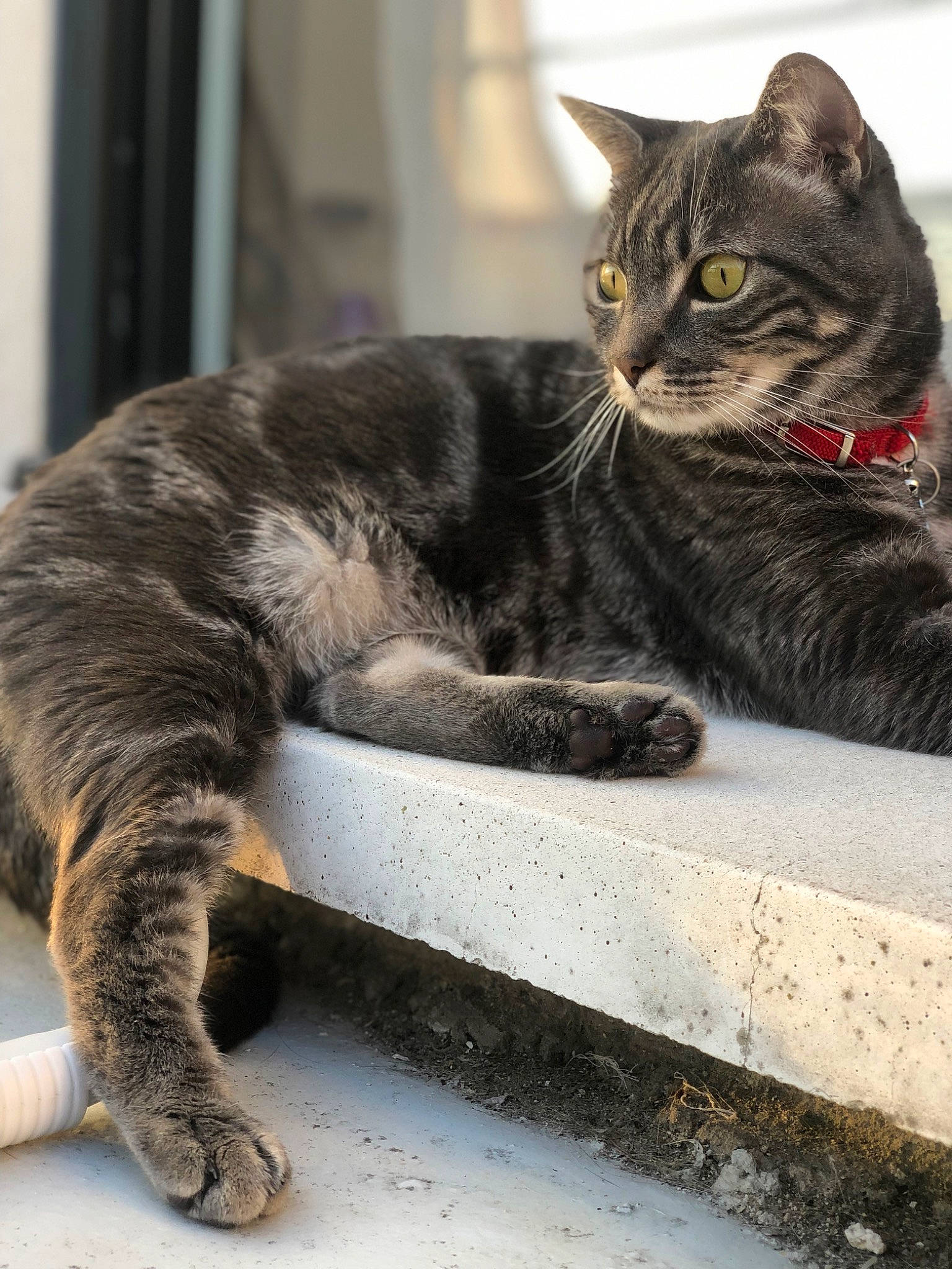 Laïko a rejoint le concours — aidez-le/la à gagner de superbes lots ! black_cat, carnivore, cat, claw, comfort, domestic_short_haired_cat, felidae, fur, grey, metal, monochrome_photography, paw, sitting, small_to_medium_sized_cats, snout, tail, whiskers