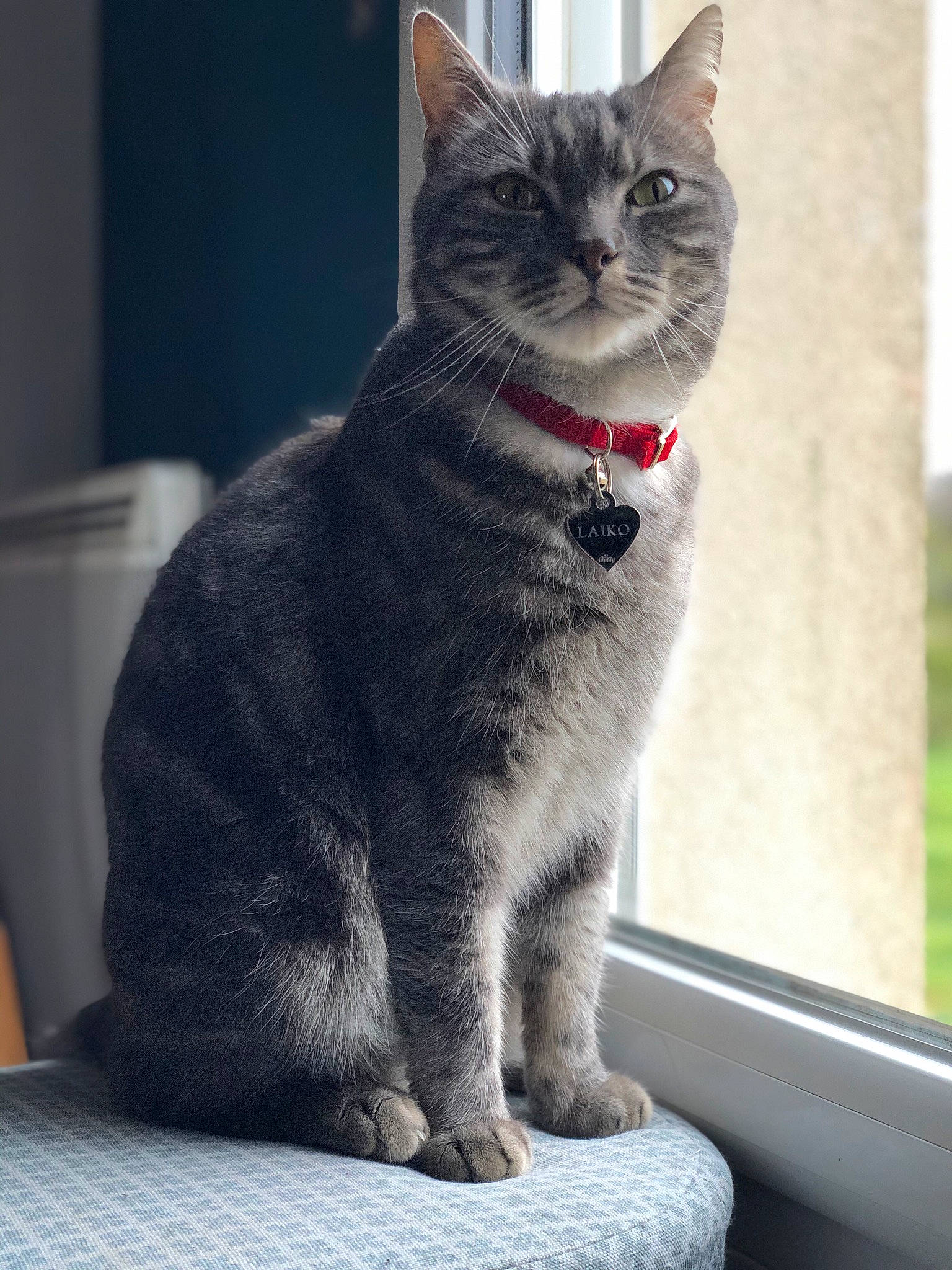 Laïko a rejoint le concours — aidez-le/la à gagner de superbes lots ! black_cat, carnivore, cat, cat_furniture, chartreux, domestic_short_haired_cat, felidae, fur, grey, paw, sitting, small_to_medium_sized_cats, snout, tail, terrestrial_animal, whiskers, window