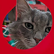 Dewey Flopadapoulos is registered to the contest to win money with this photo: cat, gray_tabby, close_up, face, ear, whiskers, eye, nose, fur, curious, red_background, blurred_background, indoor, pet, animal, portrait, cute, feline, looking, peeking