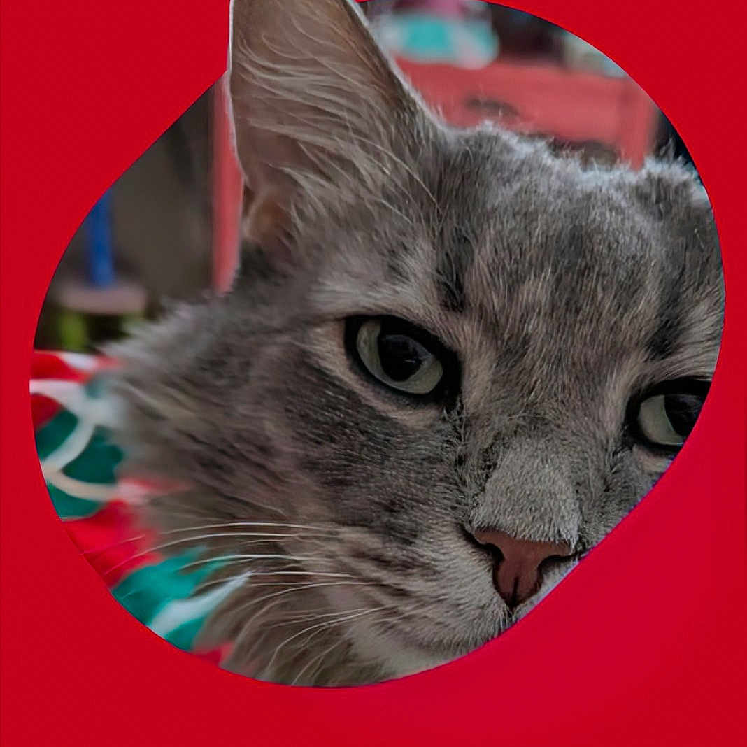 Dewey Flopadapoulos is registered to the contest to win money with this photo: animal, blurred_background, cat, close_up, curious, cute, ear, eye, face, feline, fur, gray_tabby, indoor, looking, nose, peeking, pet, portrait, red_background, whiskers