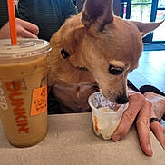 Roxi joined the competition — help win amazing prizes! dog, person, hand, drink, iced_coffee, table, cup, ice_cream, indoor, window, green_shirt, collar, beige_dog, food, snack, pet, cafe, daylight, floor, relaxing