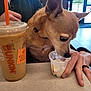 dog, person, hand, drink, iced_coffee, table, cup, ice_cream, indoor, window, green_shirt, collar, beige_dog, food, snack, pet, cafe, daylight, floor, relaxing