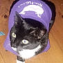 Skunk joined the competition — help win amazing prizes! cat, black_and_white, purple_shirt, animal_print, pet, indoor, wooden_floor, looking_up, fur, whiskers, ears, tail, cute, domestic_animal, clothing, sitting, eyes, portrait, feline, pet_clothes