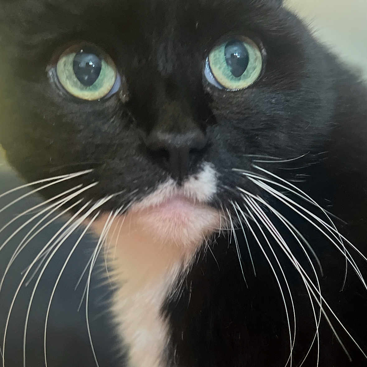 Skunk joined the competition — help win amazing prizes! animal, black_fur, cat, close_up, curious, cute, domestic_animal, face, feline, fur, green_eyes, indoor, looking, muzzle, nose, pet, portrait, tuxedo_cat, whiskers, white_fur