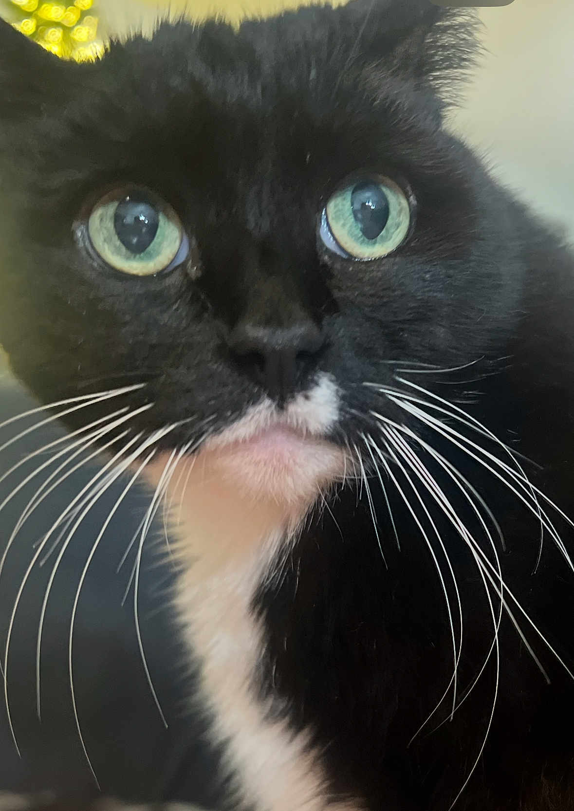 Skunk joined the competition — help win amazing prizes! cat, tuxedo_cat, close_up, green_eyes, whiskers, black_fur, white_fur, pet, animal, face, curious, portrait, indoor, feline, cute, domestic_animal, looking, fur, nose, muzzle