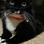 Skunk is registered to the contest to win money with this photo: alert, animal, black_and_white, carpet, cat, close_up, collar, cute, domestic_animal, feline, fur, green_eyes, indoor, laying_down, pet, portrait, relaxed, soft_lighting, tuxedo_cat, whiskers