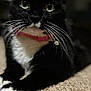 alert, animal, black_and_white, carpet, cat, close_up, collar, cute, domestic_animal, feline, fur, green_eyes, indoor, laying_down, pet, portrait, relaxed, soft_lighting, tuxedo_cat, whiskers