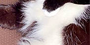 Skunk joined the competition — help win amazing prizes! cat, black_and_white, lying_down, close_up, fur, whiskers, eyes, pet, domestic_animal, animal, relaxed, indoor, cute, feline, mammal, sleepy, cozy, resting, paw, closeup