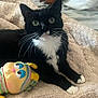Skunk joined the competition — help win amazing prizes! cat, black_and_white, whiskers, plush_toy, striped, bed, blanket, soft_texture, indoor, pet, cute, relaxed, feline, toy, colorful, striped_clothing, lying_down, cozy, close_up, domestic_animal