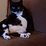 cat, tuxedo_cat, pet, animal, indoor, couch, furniture, black_and_white, sitting, relaxed, paw, whiskers, cute, fur, home, cozy, looking_at_camera, mammal, domestic_animal, resting