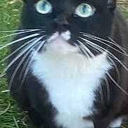 Skunk is registered to the contest to win money with this photo: cat, tuxedo_cat, black_and_white, whiskers, grass, outdoor, animal, pet, feline, close_up, eyes, curious, fur, nature, mammal, portrait, cute, whisker, paws, looking_up
