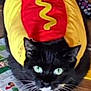 cat, black_cat, costume, hot_dog_costume, pet, animal, whiskers, green_eyes, indoor, wooden_floor, newspaper, remote_control, sitting, looking_up, close_up, funny, cute, domestic_animal, black_and_white, costumed_pet