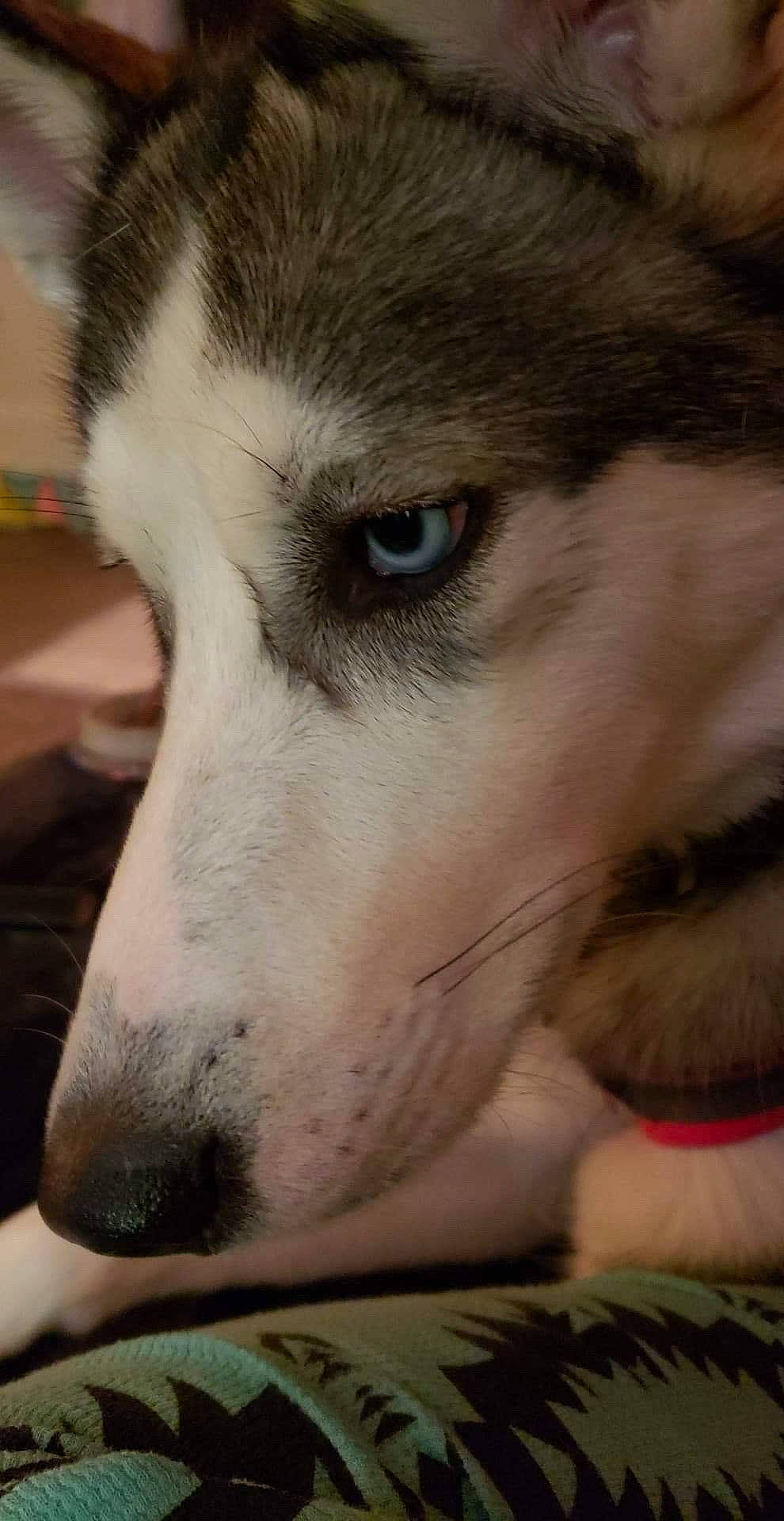 Blu joined the competition — help win amazing prizes! alaskan_malamute, canadian_eskimo_dog, canidae, carnivore, dog, dog_breed, eye, mammal, miniature_siberian_husky, northern_inuit_dog, nose, sakhalin_husky, seppala_siberian_sleddog, siberian_husky, sled_dog, snout, tamaskan_dog, vertebrate, whiskers, wolfdog