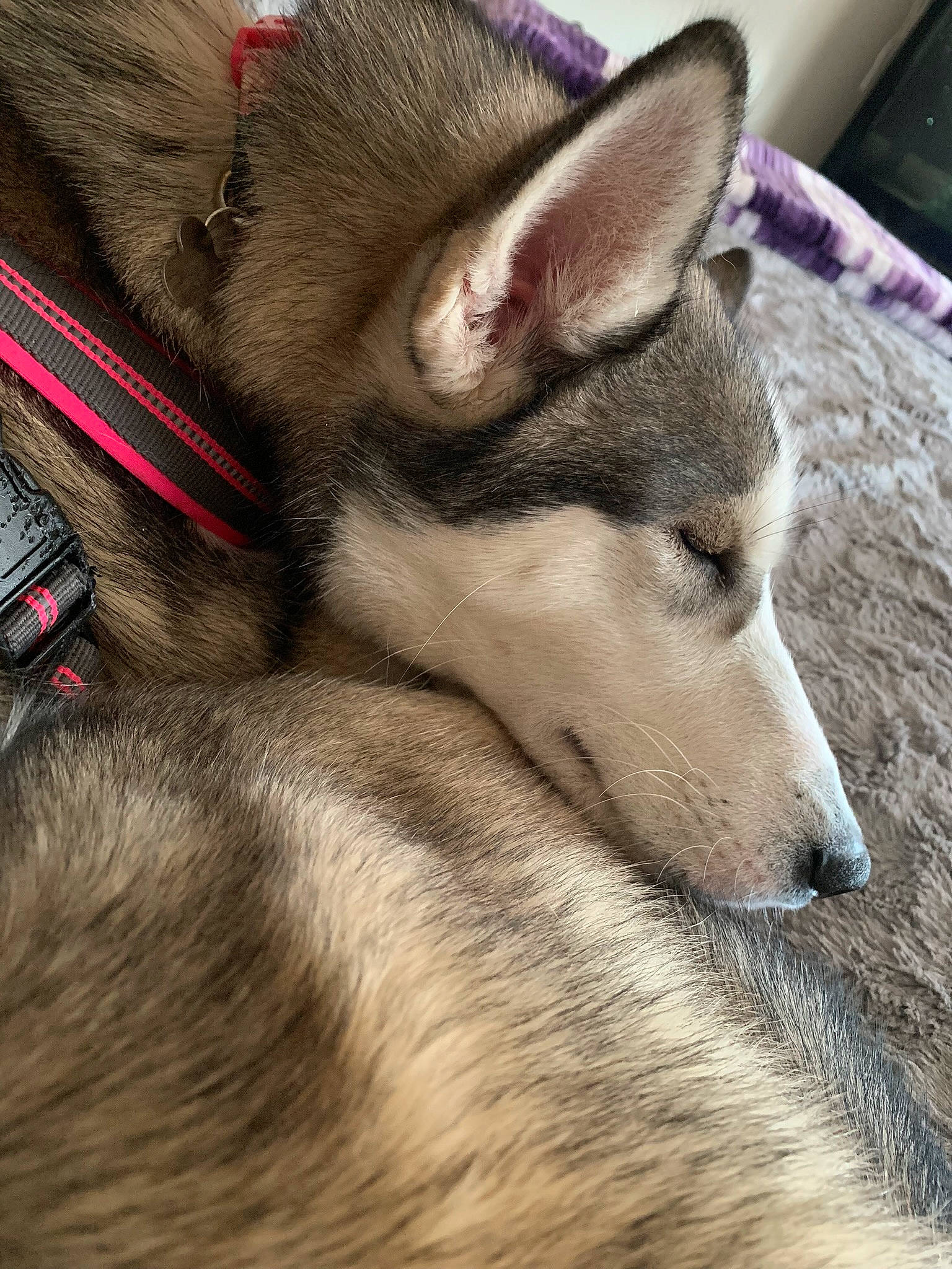 Blu is registered to the contest to win money with this photo: alaskan_malamute, canadian_eskimo_dog, canidae, carnivore, czechoslovakian_wolfdog, dog, dog_breed, east_siberian_laika, greenland_dog, mammal, native_american_indian_dog, northern_inuit_dog, norwegian_elkhound, saarloos_wolfdog, seppala_siberian_sleddog, siberian_husky, snout, tamaskan_dog, vertebrate, wolfdog