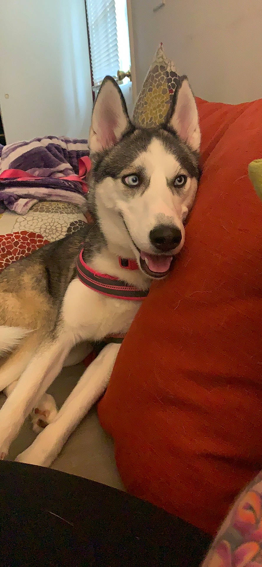 Blu is registered to the contest to win money with this photo: alaskan_klee_kai, alaskan_malamute, canadian_eskimo_dog, canidae, carnivore, czechoslovakian_wolfdog, dog, dog_breed, mammal, miniature_siberian_husky, native_american_indian_dog, northern_inuit_dog, saarloos_wolfdog, sakhalin_husky, seppala_siberian_sleddog, siberian_husky, sled_dog, tamaskan_dog, vertebrate, wolfdog