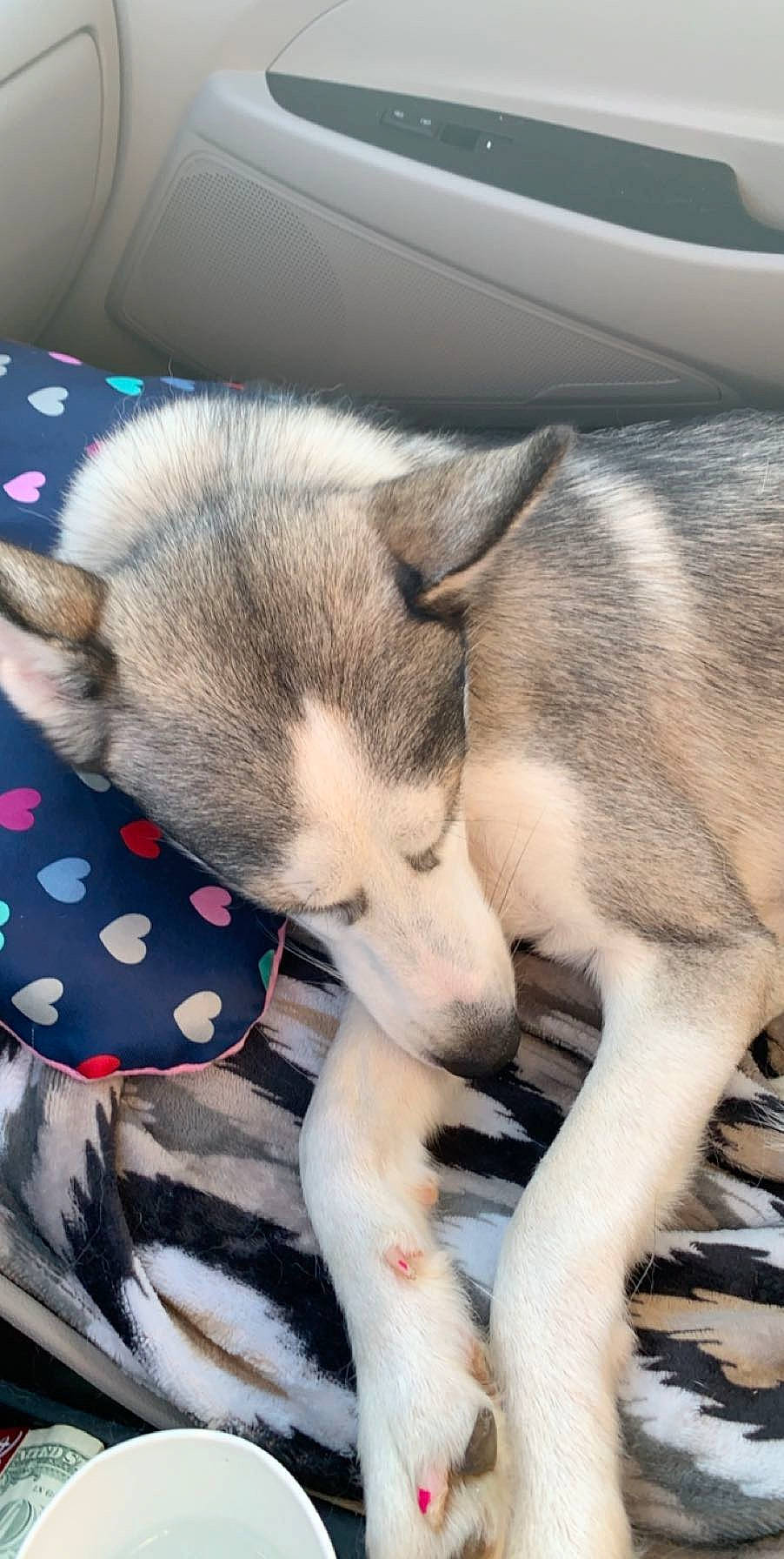 Blu is registered to the contest to win money with this photo: alaskan_malamute, canidae, carnivore, dog, dog_breed, mammal, miniature_siberian_husky, nap, native_american_indian_dog, northern_inuit_dog, nose, puppy, sakhalin_husky, seppala_siberian_sleddog, siberian_husky, sled_dog, snout, tamaskan_dog, vertebrate, wolfdog