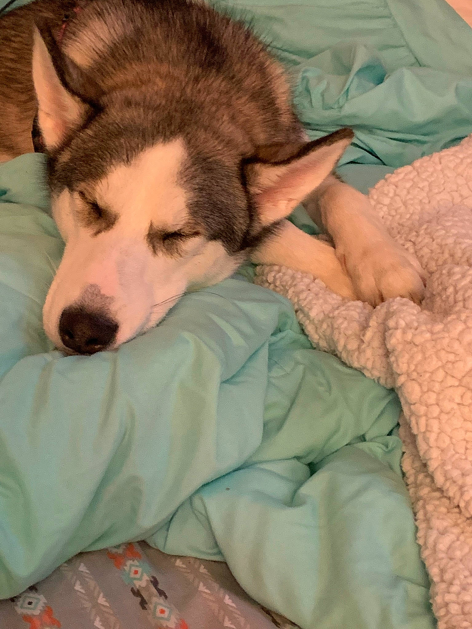 Blu joined the competition — help win amazing prizes! alaskan_malamute, canadian_eskimo_dog, canidae, carnivore, czechoslovakian_wolfdog, dog, dog_breed, fur, labrador_husky, mammal, nap, northern_inuit_dog, puppy, puppy_love, seppala_siberian_sleddog, siberian_husky, sled_dog, sleep, wolfdog