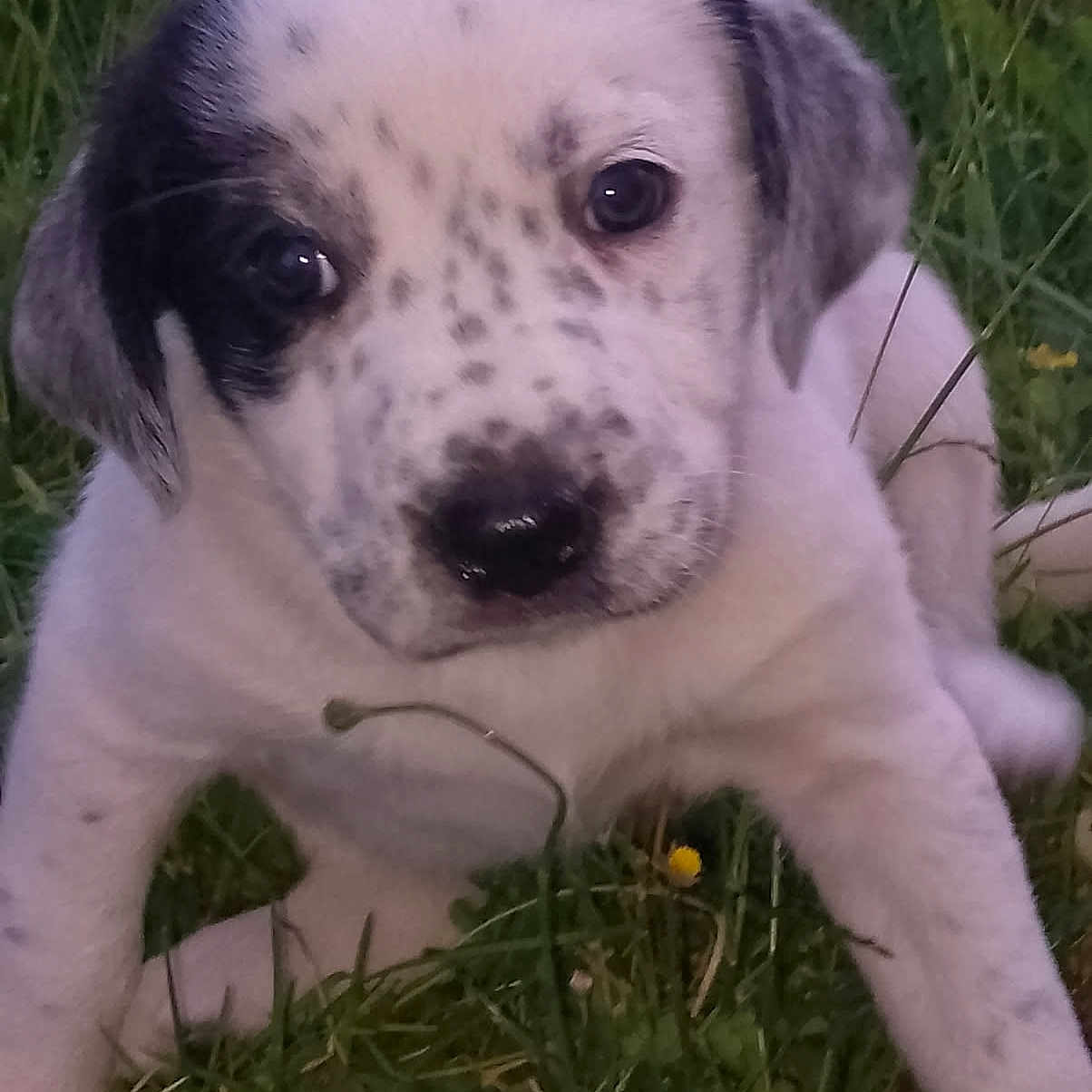 Vania participe au concours pour gagner de l'argent avec cette photo : adorable, animal, closeup, curious, cute, dog, ears, face, fur, grass, mammal, nature, outdoor, pet, playful, puppy, sitting, small, spotted, young