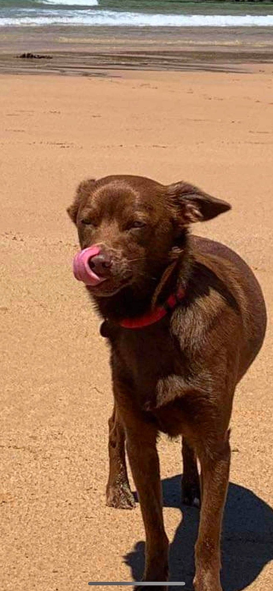 Leny participe au concours pour gagner de l'argent avec cette photo : borador, canidae, carnivore, collar, companion_dog, dog, dog_breed, dog_collar, fawn, fur, hunting_dog, liver, snout, soil, sporting_group, tail, terrestrial_animal, working_animal