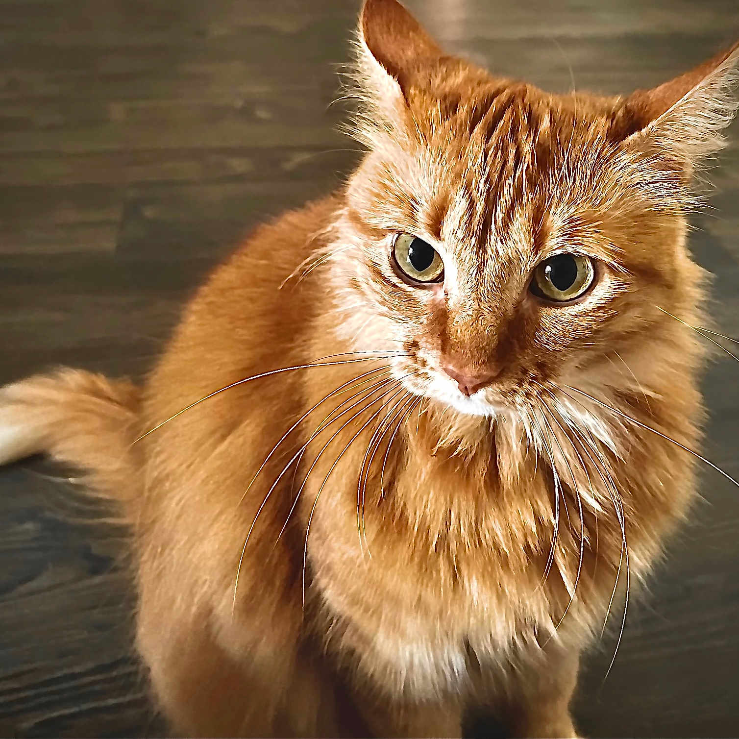 Canela joined the competition — help win amazing prizes! alert, animal, cat, close_up, curious, cute, domestic_animal, ears, eyes, feline, fluffy, fur, indoor, mammal, orange_cat, pet, portrait, sitting, whiskers, wooden_floor