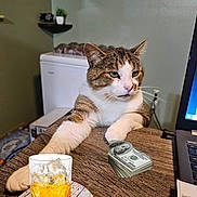 Big Boy joined the competition — help win amazing prizes! cat, table, money, glass, ice, drink, indoor, furniture, refrigerator, shelf, plant, cozy, wooden_table, pet, animal, whiskers, relaxed, brown_white_cat, domestic_cat, household
