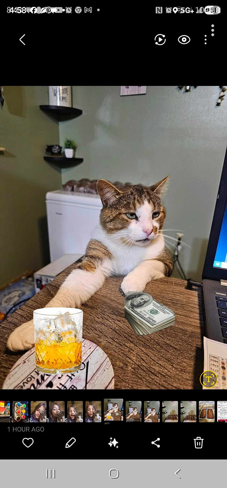 Big Boy joined the competition — help win amazing prizes! cat, table, money, glass, ice, drink, indoor, furniture, refrigerator, shelf, plant, cozy, wooden_table, pet, animal, whiskers, relaxed, brown_white_cat, domestic_cat, household