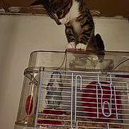 Croquettes a rejoint le concours — aidez-le/la à gagner de superbes lots ! cat, kitten, rodent, small_animal, cage, animal_cage, pet, curious, balancing, standing, looking_down, tabby, white_chest, whiskers, indoor, home, bedding, exercise_wheel, water_bottle, funny