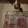 cat, kitten, rodent, small_animal, cage, animal_cage, pet, curious, balancing, standing, looking_down, tabby, white_chest, whiskers, indoor, home, bedding, exercise_wheel, water_bottle, funny