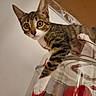 cat, kitten, tabby, pet, animal, feline, wide_eyes, whiskers, striped_fur, white_paws, sitting, climbing, playful, plastic_habitat, cage, red_wheel, mouse, small_animal, indoor, closeup