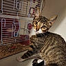 cat, kitten, tabby, animal, pet, feline, sitting, wide_eyes, ears, whiskers, fur, striped_fur, white_paws, curled_tail, cage, small_animal_cage, bedding, indoor, portrait, cute