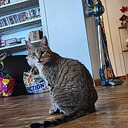 Judy a rejoint le concours — aidez-le/la à gagner de superbes lots ! cat, tabby_cat, pet, animal, sitting, portrait, green_eyes, striped_fur, whiskers, tail, wooden_floor, indoors, living_room, bookshelf, books, vacuum_cleaner, home, furniture, colorful_bag, photography