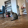 Judy a rejoint le concours — aidez-le/la à gagner de superbes lots ! cat, tabby_cat, pet, animal, sitting, floor, wooden_floor, indoors, home, living_room, furniture, chair, bookshelf, books, toys, vacuum_cleaner, autumn_decorations, portrait, whiskers, tail