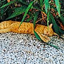 Bébé Chat a rejoint le concours — aidez-le/la à gagner de superbes lots ! animal, calm, cat, daytime, fur, greenery, ground, leaf, nature, orange_tabby, outdoor, peaceful, plants, quiet, relaxing, resting, shade, sleeping, stones, summer
