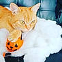Bébé Chat participe au concours pour gagner de l'argent avec cette photo : animal, black_leather, cat, closeup, cotton, cute, decoration, face, fur, halloween, indoor, jack_o_lantern, orange_tabby, paw, pet, playful, pumpkin, relaxing, toy, whiskers