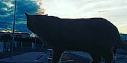 Bébé Chat participe au concours pour gagner de l'argent avec cette photo : animal, background, building, cat, clouds, dark, evening, nature, outdoor, peaceful, quiet, scenic, shadow, silhouette, sky, streetlamp, sunset, twilight, urban, walking