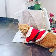 Bébé Chat a rejoint le concours — aidez-le/la à gagner de superbes lots ! animal, cat, celebration, christmas, christmas_theme, costume, curious, cute, decoration, domestic_cat, festive, figurine, floor_tile, holiday, holiday_decoration, indoor, orange_cat, pet, santa_outfit, tinsel