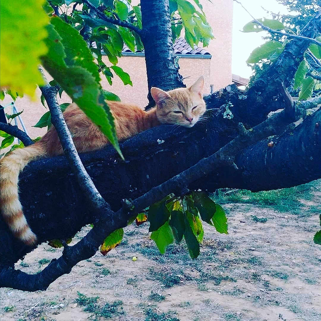 Bébé Chat