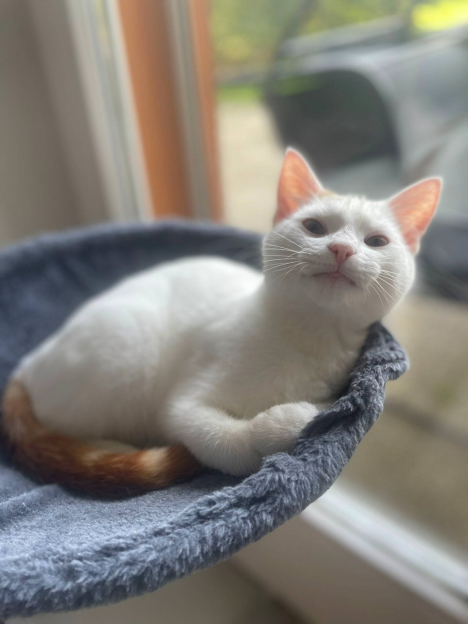 Floky a rejoint le concours — aidez-le/la à gagner de superbes lots ! carnivore, cat, comfort, domestic_short_haired_cat, fawn, felidae, fur, paw, sitting, small_to_medium_sized_cats, snout, tail, terrestrial_animal, whiskers, window